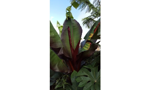 Ensete Maurelii