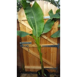 Large Musa Basjoo Banana plant
