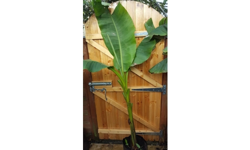 Large Musa Basjoo Banana plant