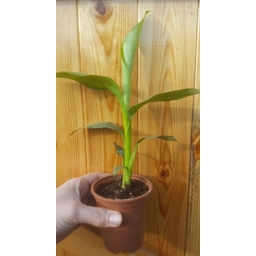 Small Musa Basjoo Banana Plant