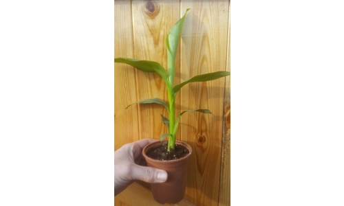 Small Musa Basjoo Banana Plant