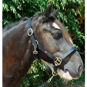 Windsor Leather Head Collar / Black or Havana.