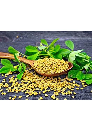 Fenugreek