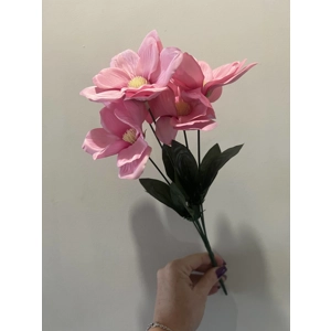 Magnolia liliflora bunch