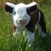 Red Hereford calf