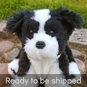 Boarder collie puppy