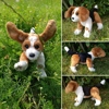 Beagle puppy