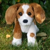 Beagle puppy