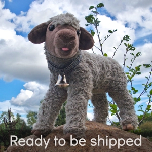 Navajo-Churro - Rosebud