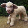 Blonde lamb with collar