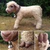 Blonde lamb with collar