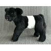 Belted Galloway - Cleo