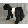 Belted Galloway - Cleo