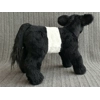 Belted Galloway - Cleo