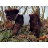 Belted Galloway - Fagin