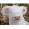 White Highland - Snowflake