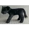 Black Angus - Fern