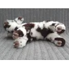 Shaggy calf with random spots - Theodora