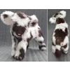 Shaggy calf with random spots - Theodora