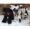 Shaggy calf with random spots - Theodora