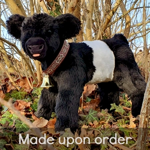 Belted Galloway - Cleo