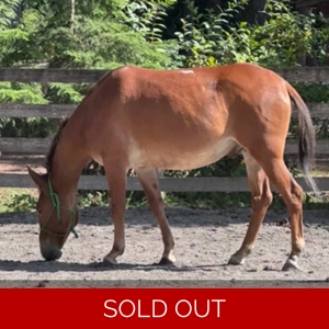 Kygo the Mule (commission)