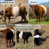 Belted Galloway - Nutmeg