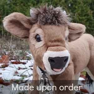 Jersey calf with horns ..