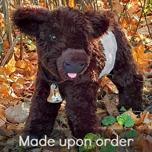 Belted Galloway - Fagin