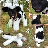 Holstein - Misty Moo