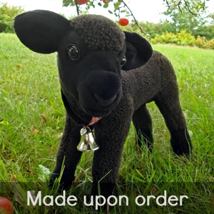 Newborn lamb - Ophelia