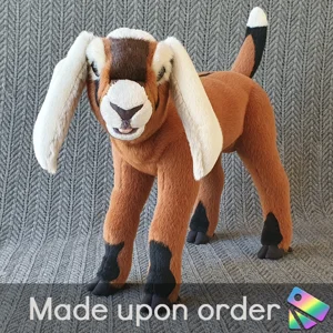 Nubian goat with white ..