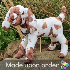 Spotted nubian goat (no..