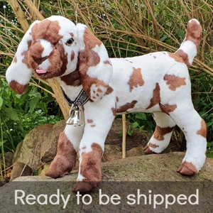 Spotted Nubian goat - Pablo