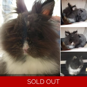 Custom grey and white pet bunny