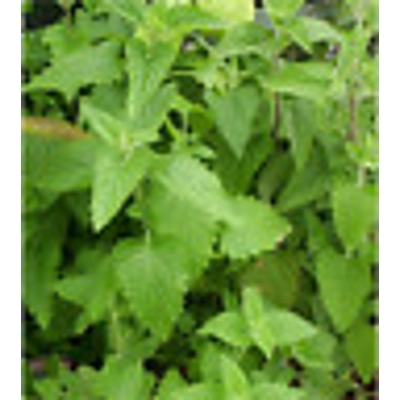 Catnip seeds 500+. Nepeta Cateria Seeds