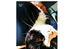 Black and White Cat Digital Print