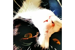 Black and White Cat Digital Print