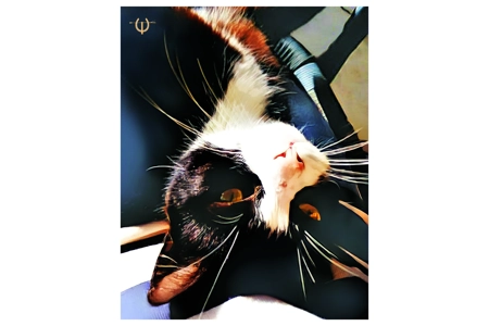 Black and White Cat Digital .. Black and White Cat Digital ..