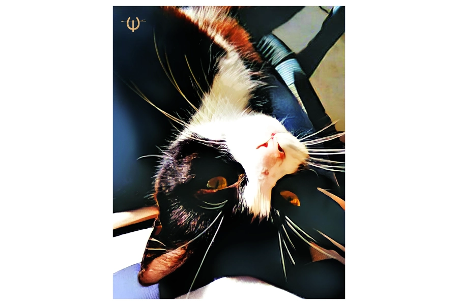 Black and White Cat Digital Print