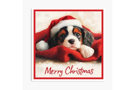 Christmas Cavalier Portrait ..