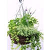 Culinary Herb Garden Kit