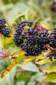 Elderberries