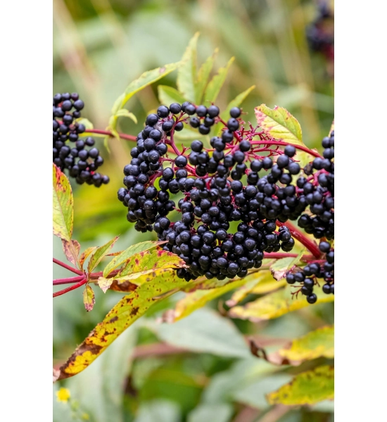 Elderberries