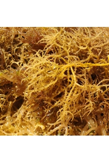 Wild Crafted Gold Sea Moss