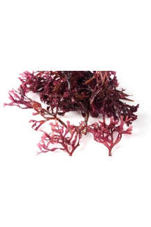 Wild Crafted Purple/Red Seamoss