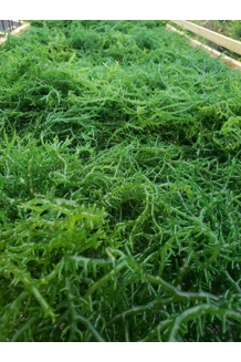Wild Crafted Green Seamoss