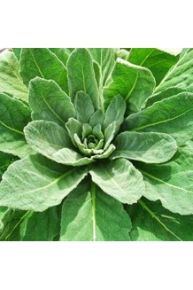 Mullein Leaf