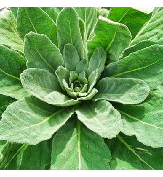 Mullein Leaf