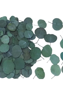 Eucalyptus